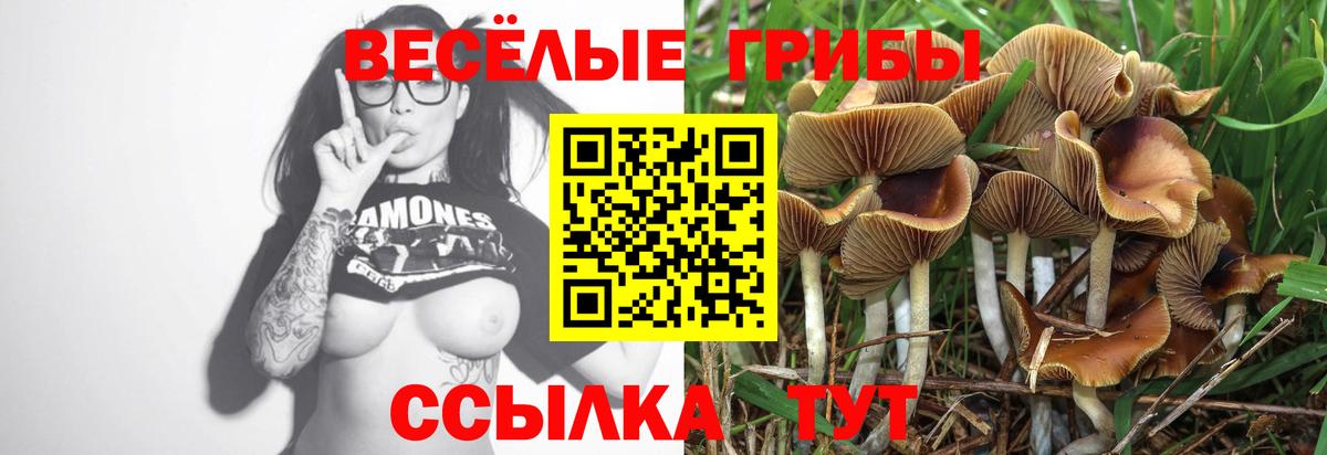 Псилоцибиновые грибы Cubensis  Вход с VPN  Озёрск  Псилоцибиновые грибы Psilocybe 